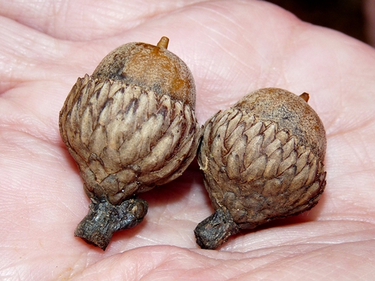 {Quercus marilandica}